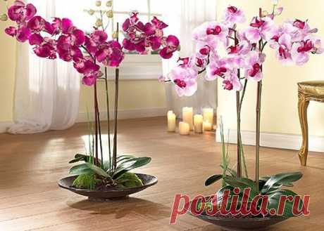 Орхидеи: покупка уход пересадка