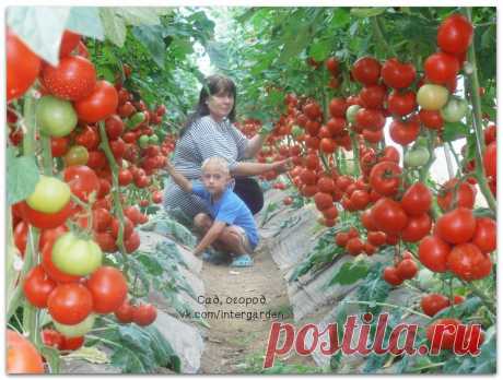 Супер - рецепт для выращивания томатов
