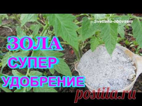 ЗОЛА - СУПЕР УДОБРЕНИЕ ДЛЯ ВСЕХ РАСТЕНИЙ.... ДОБАВЛЯЕМ ДРОЖЖИ. ..ZOLA SUPER FERTILIZER...