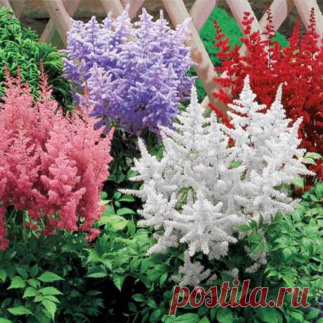 Астильба (Astilbe)