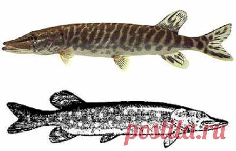 Про щуку - Всё о рыбалке,подводной охоте и активном отдыхе.