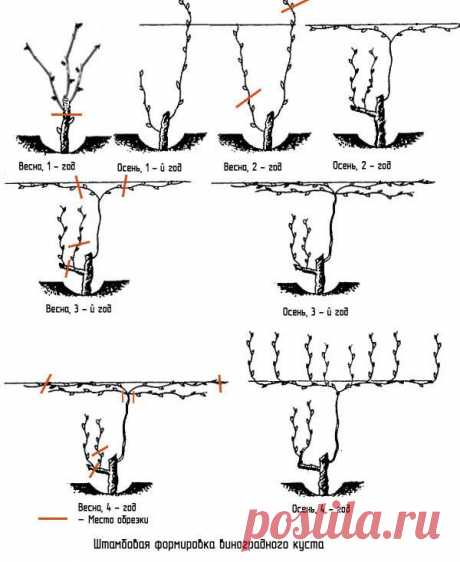 Схемы, описание-как правильно обрезать виноград