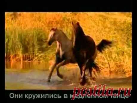 Красивая музыка о нежности и любви (Арабатский конь).mp4