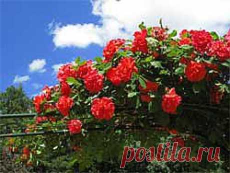 Как выращивать плетистые розы - ** Цветы, Флористика - Сборник - Познавательный Интернет-журнал &quot;Умеха - мир самоделок&quot;