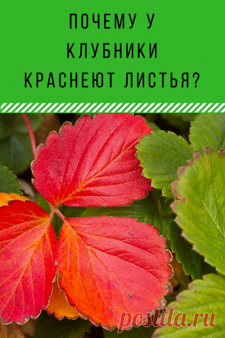 Почему у клубники краснеют листья?