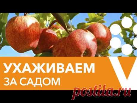 ОТВЕТЫ НА ВСЕ ВОПРОСЫ ПО УХОДУ ЗА ПЛОДОВЫМ САДОМ И ЯГОДНИКАМИ В СЕРЕДИНЕ ЛЕТА!