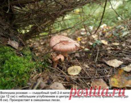 Мини-гид: 10 съедобных грибов
