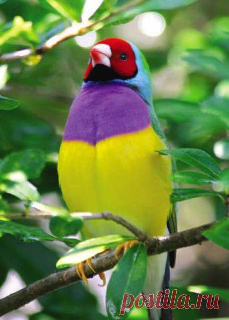 самые красивые птицы планеты земля - Поиск в Google