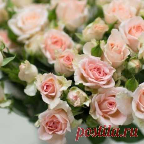 Кустовые розы - описание и название сортов - МирТесен