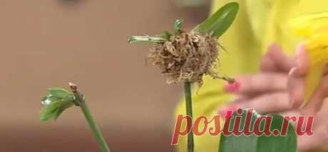 (99+) Секреты рассадки орхидей: как превратить 1 растение в 100! - Цветочки - 30 декабря - 43516309431 - Медиаплатформа МирТесен