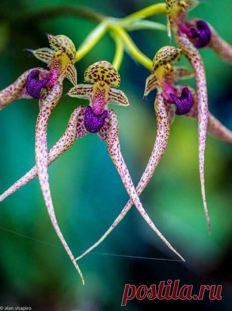 Orchids