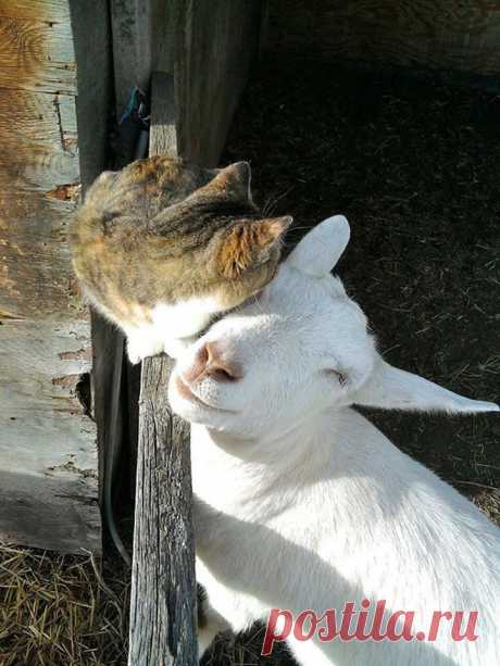 25 прекрасных примеров дружбы между животными