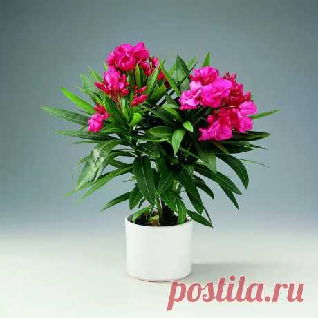 Олеандр (Nerium oleander) – это красивый и популярный цветущий кустарник, который привлекает внимание своими яркими и ароматными цветами. Изначально происходящий из стран Средиземноморья, олеандр давно завоевал популярность в качестве декоративного растения для домов, садов и балконов. Однако, перед тем как приступить к его выращиванию, необходимо познакомиться с основными принципами ухода за этим растением.