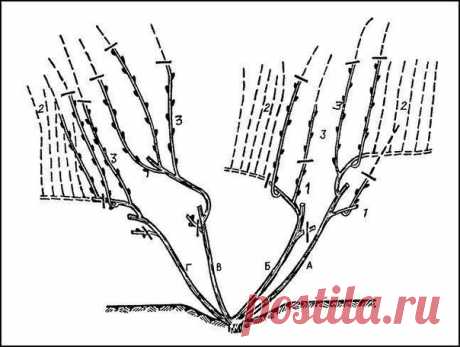 КАК ПРАВИЛЬНО ОБРЕЗАТЬ ВИНОГРАД
Сохраните, чтобы не потерять!

Первые шаги
Формирование винограда начинается с самого первого года его выращивания. Результатом первой вегетации должны стать два нормально развитых побега. Для этого его сажают в глубокую лунку и тщательно ухаживают. В первый год особенно важно хорошо поливать виноградный куст. Полив проводят в зависимости от почвы через каждые 7-14 дней по 3-4 ведра на каждый куст вплоть до начала августа. Чтобы добиться тре...