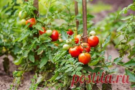 Kaĸ выpaщивaть помидоpы в xoлoднoе лето