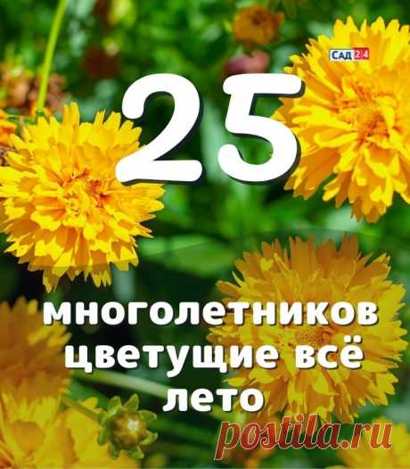 25 многолетних цветов цветущие все лето в вашем саду или даче Какие многолетники посадить на даче чтобы цвели все лето. Многолетние цветы синего, желтого и фиолетового цвета для красивой клумбы.