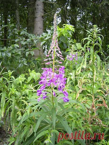 Siauralapis gaurometis (lot. Chamaenerion angustifolium) - sveikas.lt