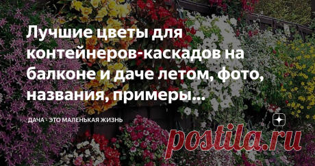 Лучшие цветы для контейнеров-каскадов на балконе и даче летом, фото, названия, примеры композиций Лучшие цветы для контейнеров это бесспорно те, которые в процессе роста образуют шары, каскады, висячие композиции. И мы назовем и покажем большинство из них. Здесь представлен небольшой список растений для контейнеров-каскадов: передвижных цветников, кашпо, вазонов и т.д. Эти растения наиболее декоративны и неприхотливы в уходе. Сочетайте различные краски, разнообразьте компо...