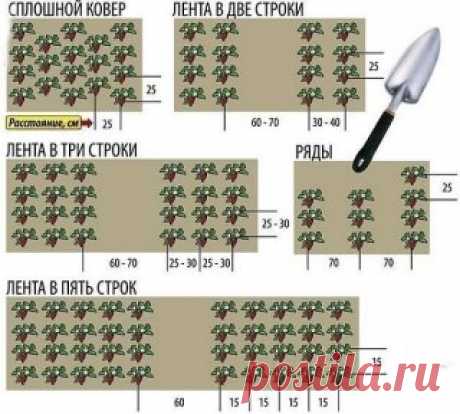 КАК САЖАТЬ КЛУБНИКУ В АВГУСТЕ, ЧТОБЫ НЕ  БЕСПОКОИТЬСЯ ОБ УРОЖАЕ В СЛЕДУЮЩЕМ ГОДУ?

Как правильно посадить клубнику в августе, чтобы получить превосходный урожай на будущий год? Мы собрали в одной статье самые простые рекомендации, интересные советы и секреты, которые гарантируют вам наслаждение вкусными и ароматными плодами этой удивительной ягоды.Выращенная на приусадебном участке клубника приносит много приятных эмоций садоводу. Но собрать богатый урожай этой ягод