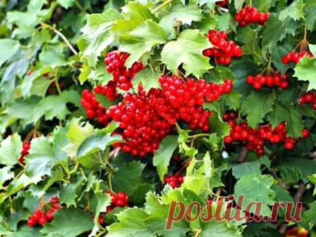 Польза калины: мои самые любимые рецепты применения ягод для здоровья | садоёж | Яндекс Дзен