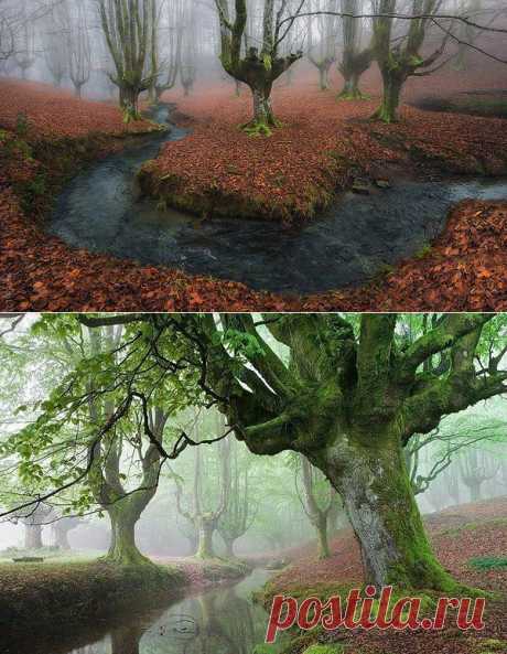 Сказочный лес в Сьерра-Неваде, Испания