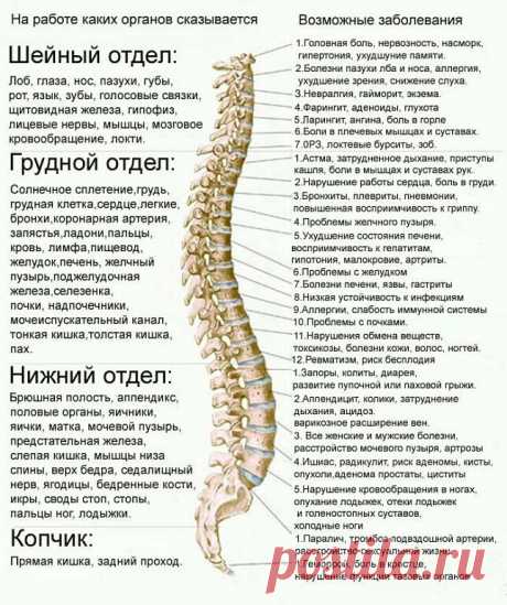 На работе каких органов сказывается