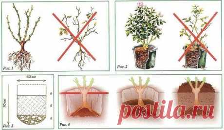 Уход за плетистыми розами Сажать розы надежней весной. Кусты со спящими почками высаживают до распускания почек на деревьях, как только земля прогреется до 10-12°С.Идеальный саженец с открытой корневой системой имеет три и бол…