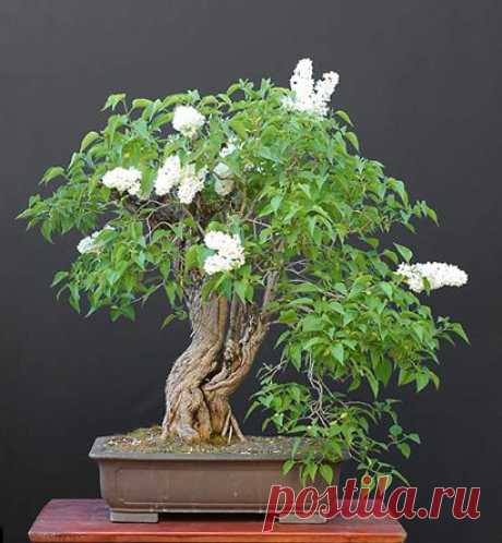Garden lilac (Syringa vulgaris) 75 cm - Источник: artofbonsai.org   |   Pinterest • Всемирный каталог идей