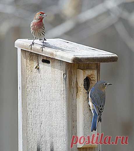 Bluebird Trails