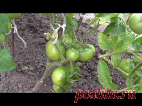 Безрассадным помидорам три месяца со дня посева