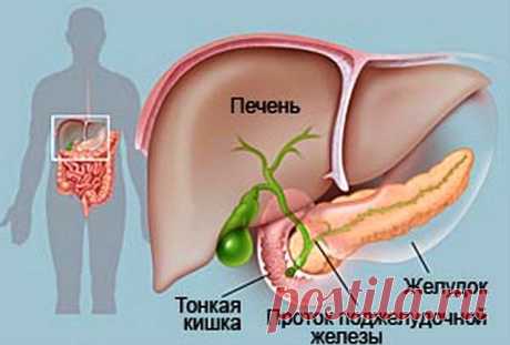 Позаботьтесь о поджелудочной железе