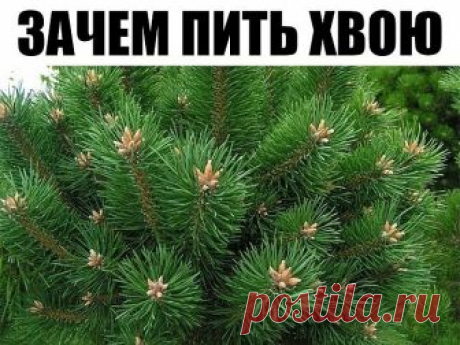 КАК СНЯЛА ОЧКИ? 

От неизвестного автора из инета: &quot;Мне тогда было уже более 60. Я пила хвою сосны—она лечит многие болезни и улучшает зрение. Собирала в конце сентября хвою и в течение зимы готовила отвар из нее: 5 столовых ложек измельченных иголок хвои заливала 500 мл кипятка, выдерживала на водяной бане 20-30 минут, оставляла на ночь на плите. Утром процеживала и пила по столовой ложке 3-4 раза в день после еды. Пила две зимы. Раньше носила&quot; очки + 3,5. Теперь вот уже ...