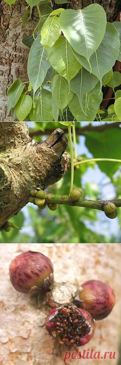 Фикус священный религиозный / Ficus religiosa