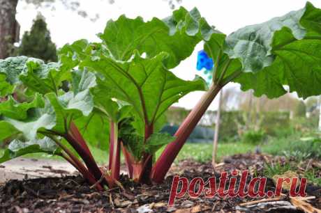 Ревень: универсальный овощ —  Koolinar.ru