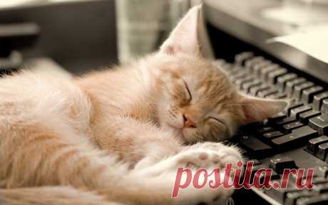 Уставший котенок - 91 фото