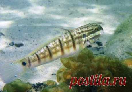 Amblygobius albimaculatus (Лат.)

Размеры 10 - 17 см 
Глубина 1 - 30 м 
Небольшой пестро окрашенный бычок обитает на песчаных или заиленных участках вокруг рифов. Живет в норах, которые самостоятельно выкапывает под камнями. Иногда сожительствует с разными видами ракообразных.