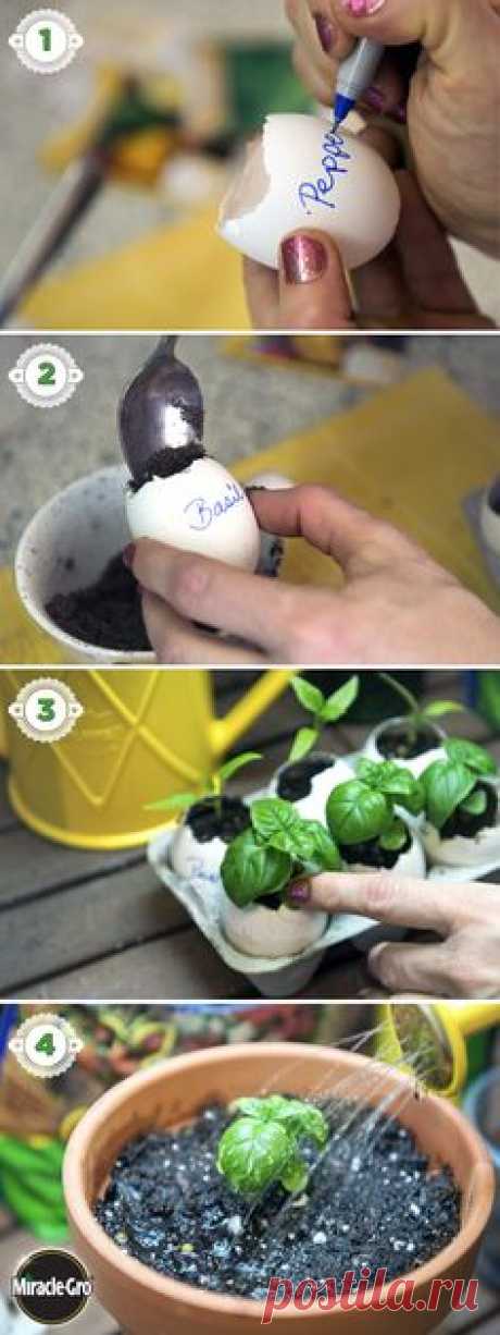 Learn how to grow your own seeds indoors using eggshells in this simple, DIY tutorial video.