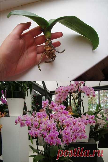 Как реанимировать орхидею