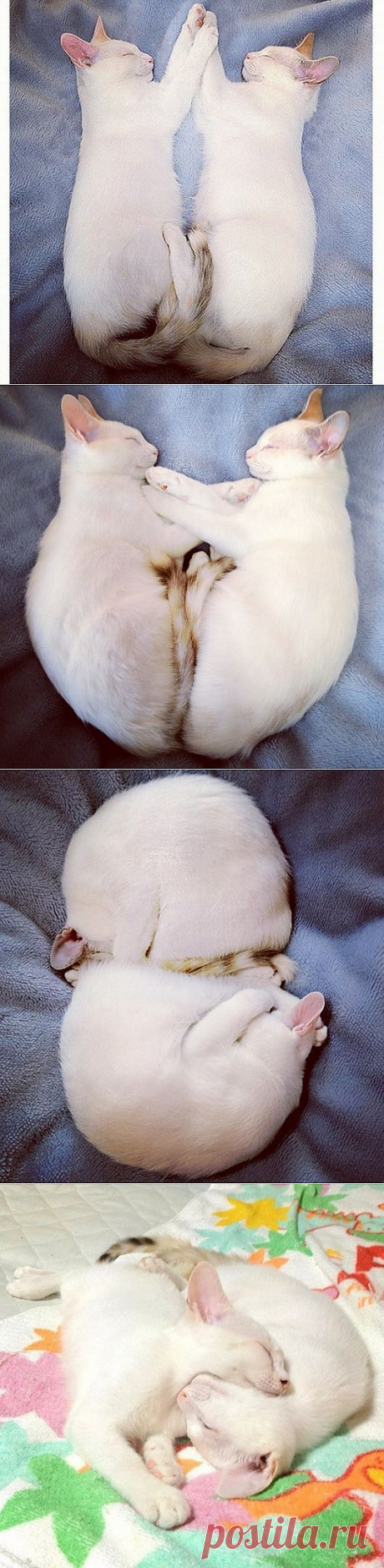 Удивительные кошки-близнецы Мерри и Пиппин всегда спят в одинаковых позах | Ультрамарин