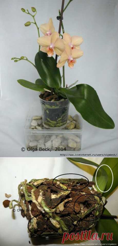 Почему у орхидеи вянут цветы и бутоны.