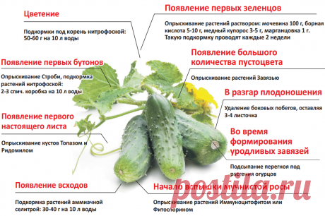 Простой уход за огурцами