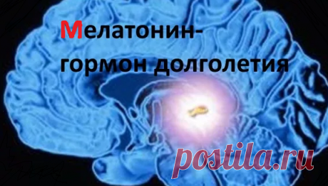 Как оставаться молодым? Продукты богатые гормоном молодости - мелатонина. | Идеальное тело | Яндекс Дзен