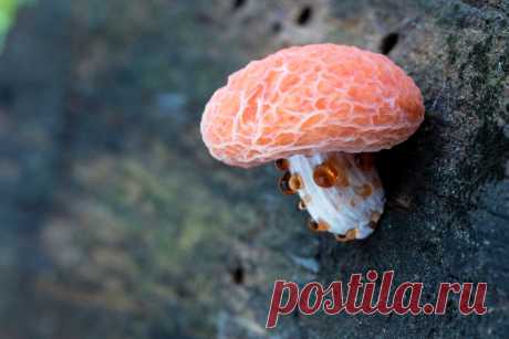 Какие бывают ароматизаторы и при чем тут грибы? Фото — Ботаничка