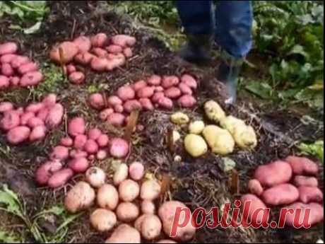 Выращивание картофеля в соломе (Growing potatoes in straw)