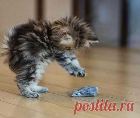 Playful Kitten | Funny cats