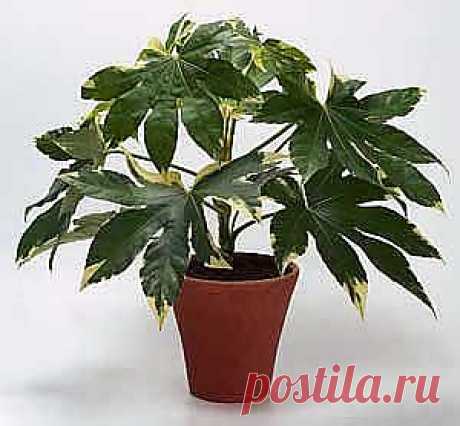 ������ � Fatsia  �������� � ����  �� FloralWorld.ru