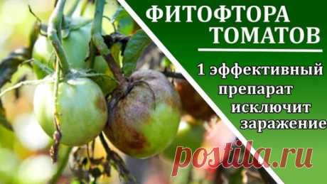Фитофтороз томатов Всего 1 препарат и растения будут здоровы | Любимая усадьба | Дзен