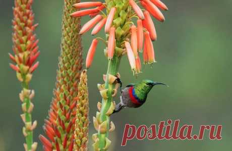 Dionne Miles в Instagram: «Southern Double-collared Sunbird on his favourite aloe, taken at Helderberg Nature Reserve, Somerset West, South Africa.…» 735 отметок «Нравится», 44 комментариев — Dionne Miles (@dionne.miles) в Instagram: «Southern Double-collared Sunbird on his favourite aloe, taken at Helderberg Nature Reserve,…»