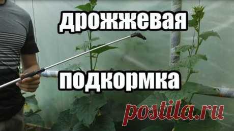 Удобрение для томатов, огурцов, и других овощей. Подкормка на основе дрожжей.