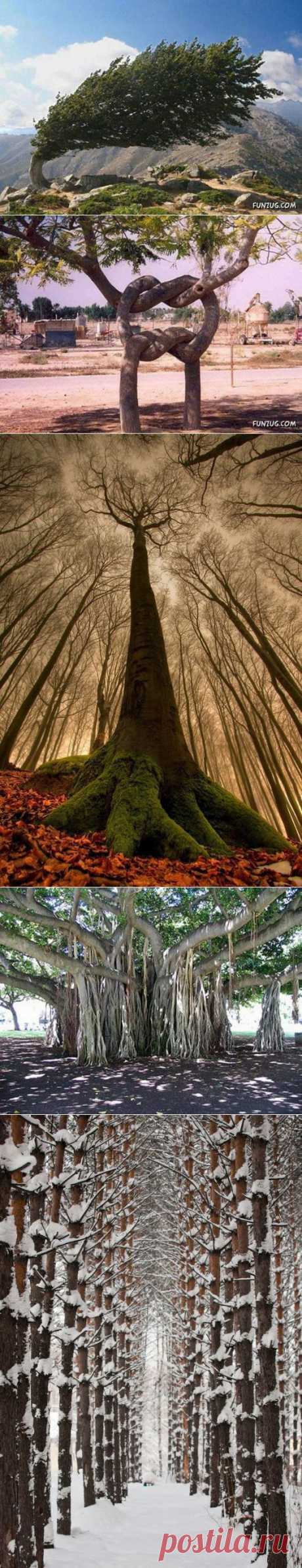 amazing trees | Dusky's Wonders